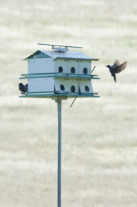 Purple Martin