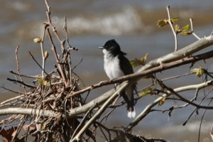 Eastern Kingbird