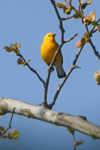 Prothonotary Warbler