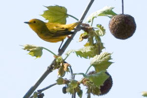 Yellow Warbler