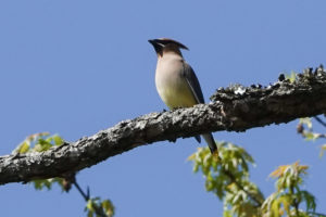 Cedar Waxwing