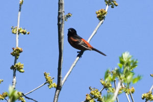 Orchard Oriole