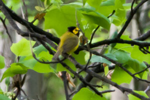 Hooded warbler