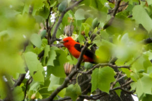 Scarlet Tanager