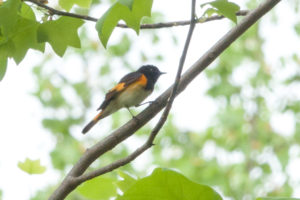 American Redstart, male