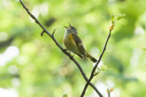 American Redstart, female