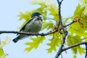 Cerulean Warbler