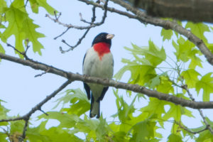 Rose-breasted Grosbeak