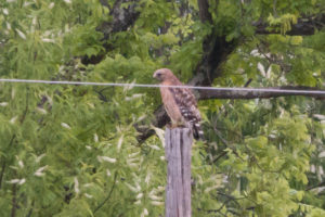 Red-shouldered Hawk