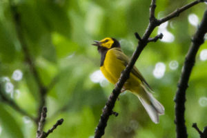 Hooded warbler