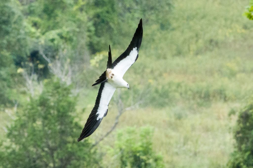 Swallow-tailed Kite diving